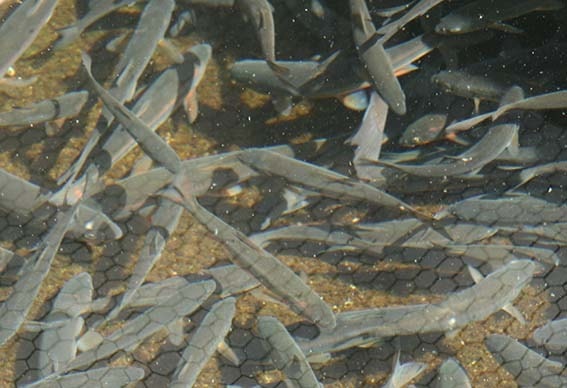 akesunoayu.jpg